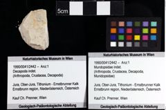 Foto (Objket + Etiketten) von Mundopsidae indet. 